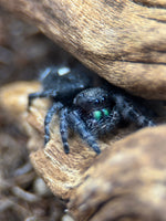 Phidippus audax – Bold Jumping Spider | Charismatic Pet Spider | Live Arrival Guarantee