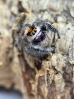 Phidippus regius – Regal Jumping Spider | Popular Beginner-Friendly Species | Live Arrival Guarantee