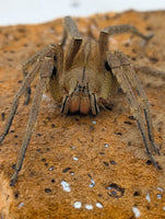 Phoneutria depilata – Panama Wandering Spider | Medically Significant Venom | Live Arrival Guarantee