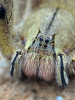 Phoneutria depilata – Panama Wandering Spider | Medically Significant Venom | Live Arrival Guarantee