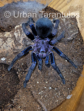 Phormictopus dominican purple - Dominican Purple Tarantula