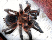 Phormictopus atrichomatus – Red Island Birdeater | Caribbean Red Giant | Live Arrival Guarantee