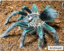 Phormictopus sp. Full Green - Full Green Tarantula