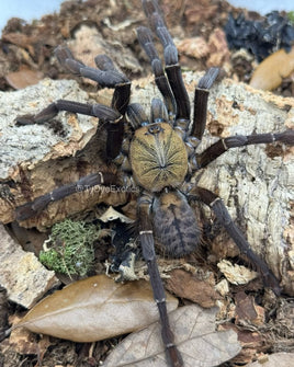 Phormingochilus sp. Akcaya – Indo Bat Eater | Old World | Live Arrival Guarantee