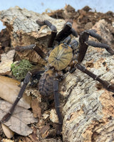 Phormingochilus sp. Akcaya – Indo Bat Eater | Old World | Live Arrival Guarantee
