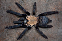 Phormingochilus hatihati – Borneo Purple Earth Tiger Tarantula | Rare Purple Species | Live Arrival Guarantee