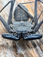 Phrynus whitei - Nicaraguan Red-Eyed Tailless Whipspider for Sale | Live Arrival Guarantee