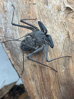Phrynus whitei - Nicaraguan Red-Eyed Tailless Whipspider for Sale | Live Arrival Guarantee