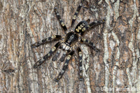 Poecilotheria subfusca “Lowland” — Ivory Ornamental Tarantula