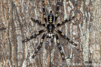 Poecilotheria subfusca “Lowland” — Ivory Ornamental Tarantula
