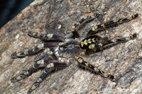 Poecilotheria subfusca “Lowland” — Ivory Ornamental Tarantula