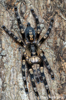 Poecilotheria subfusca “Lowland” — Ivory Ornamental Tarantula