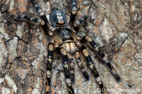 Poecilotheria subfusca “Lowland” — Ivory Ornamental Tarantula