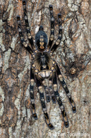 Poecilotheria subfusca “Lowland” — Ivory Ornamental Tarantula