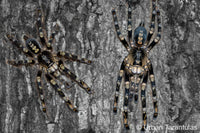 Poecilotheria subfusca “Lowland” — Ivory Ornamental Tarantula