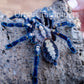 Poecilotheria metallica tarantula - Gooty Sapphire Ornamental