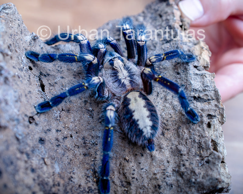 The metallic blue coloration makes it one of the world's most visually striking spiders