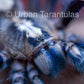Poecilotheria metallica tarantula - Gooty Sapphire Ornamental