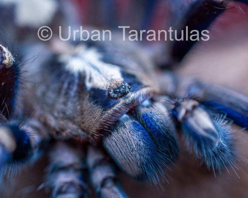 Poecilotheria metallica tarantula - Gooty Sapphire Ornamental