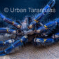 Poecilotheria metallica tarantula - Gooty Sapphire Ornamental