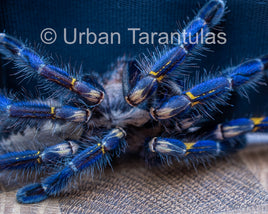 Poecilotheria metallica tarantula - Gooty Sapphire Ornamental tarantula