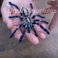 Poecilotheria metallica tarantula - Gooty Sapphire Ornamental