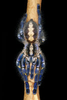 Poecilotheria metallica – Gooty Sapphire Ornamental Tarantula | Stunning Blue Species | Live Arrival Guarantee