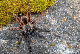 Psalmopoeus victori - Darth Maul Mexican Half and Half
