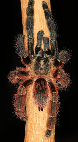 Psalmopoeus victori – Darth Maul Tarantula | Mexican Half & Half | Stunning Arboreal Species | Live Arrival Guarantee
