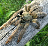 Psalmopoeus cambridgei – Trinidad Chevron Tarantula | Fast Arboreal Species | Live Arrival Guarantee