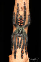Psalmopoeus irminia – Venezuelan Suntiger Tarantula | Stunning Arboreal Species | Live Arrival Guarantee