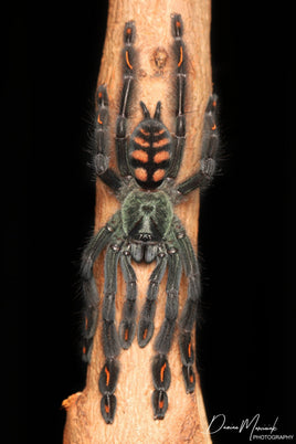 Psalmopoeus irminia – Venezuelan Suntiger Tarantula | Stunning Arboreal Species | Live Arrival Guarantee