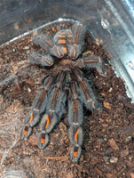 Psalmopoeus irminia – Venezuelan Suntiger Tarantula | Stunning Arboreal Species | Live Arrival Guarantee