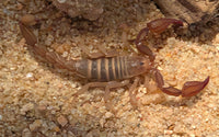 Pseudouroctonus santarita – Madera Forest Scorpion | Santa Rita Mountains Scorpion | Live Arrival Guarantee