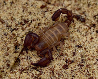 Pseudouroctonus santarita – Madera Forest Scorpion | Santa Rita Mountains Scorpion | Live Arrival Guarantee