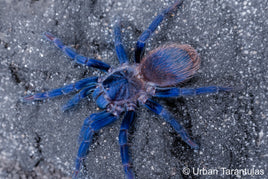 pterinopelma sazimai - The Brazilian Blue Beauty