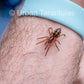 Pumpkin Patch Tarantula - Hapalopus Formosus (Colombia)