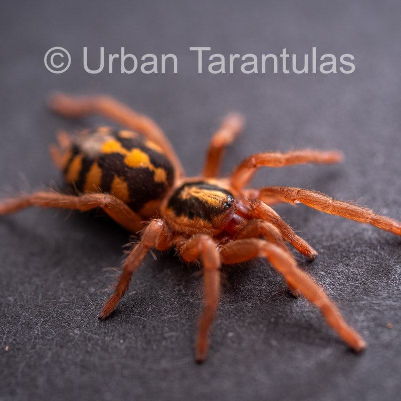 Tarantulai Pumpkin Patch Tarantula - Hapalopus Formosus - Colombia| Urban Tarantulas