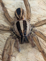 Rabidosa rabida – Rabid Wolf Spider | Live Arrival Guarantee