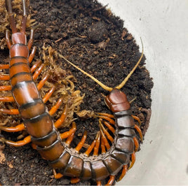 Scolopendra sp White Beard – Giant White Beard Centipede | Monster 10"+ Species | Live Arrival Guarantee