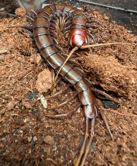 Scolopendra sp. 'Buton Black' – Buton Black Centipede | Chocolate-to-Black Giant with Cherry Head | Live Arrival Guarantee