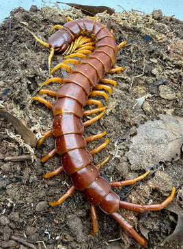 Scolopendra sp Ruby Red – Hispaniolan Red Giant Centipede | Massive Caribbean Species | Live Arrival Guarantee