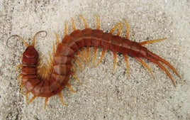 Scolopendra longipes – Florida Keys Giant Centipede | Rare Endemic US Giant | Live Arrival Guarantee