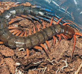 Scolopendra sp. 'Lowland Jewel' – Lowland Jewel Centipede | Chocolate Body Orange-to-Blue Gradient Legs | Live Arrival Guarantee