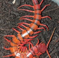 Scolopendra dehaani – Malaysian Cherry Red Centipede | All-Cherry Giant with Black Banding | Live Arrival Guarantee