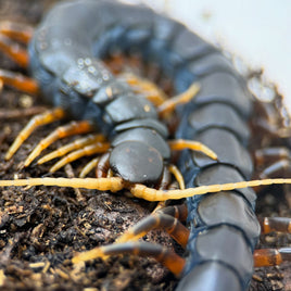 Scolopendra sp. 'Java Black' – Mt. Merapi Giant Centipede | Jet-Black Volcanic Giant | Live Arrival Guarantee