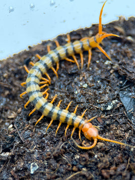 Scolopendra multidens ‘Red’ – Chinese Beauty Centipede | Red Head, Red Legs & Dark Body | Live Arrival Guarantee