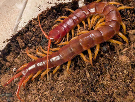 Scolopendra sp. 'Sulawesi Flame' – Sulawesi Flame Centipede | Red Orange Yellow Fire Centipede | Live Arrival Guarantee