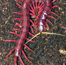 Scolopendra sp. 'Sumatran Purple' – Sumatran Purple Centipede | Purple Giant | Red Rosie | Live Arrival Guarantee