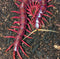 Scolopendra sp. 'Sumatran Purple' – Sumatran Purple Centipede | Purple Giant | Red Rosie | Live Arrival Guarantee